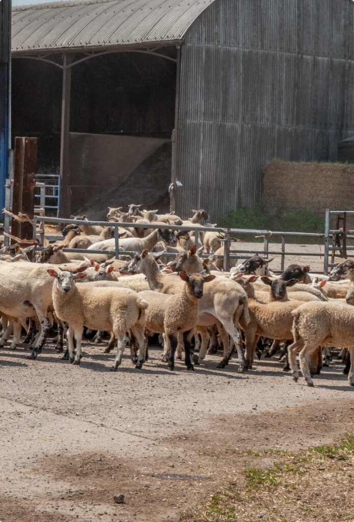 About Hill Farm Finest