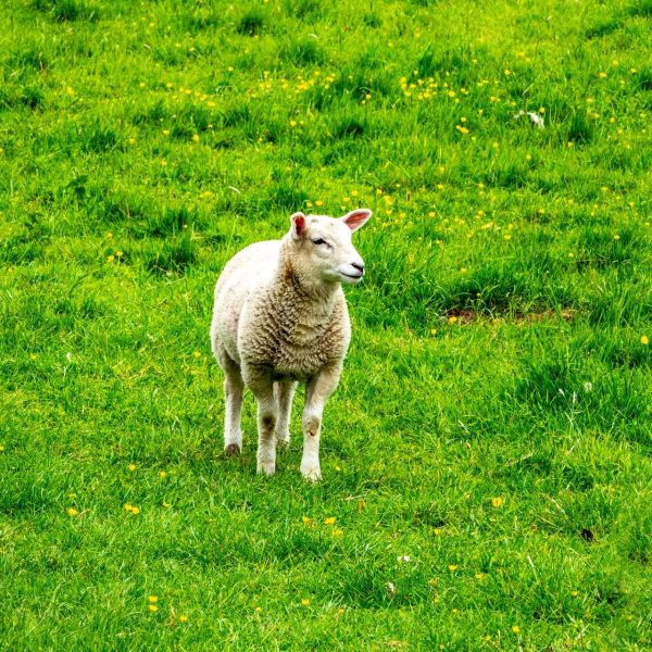 New Season Spring Lamb - Full